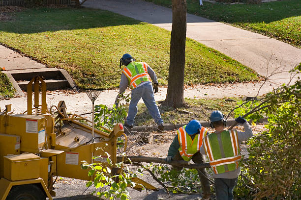 Professional Tree Removal and Landscaping Services in Springhill, LA